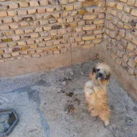 سگ فروشی|سگ|زابل, |دیوار