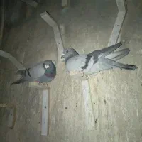 سه تا سبز|پرنده|خوسف, |دیوار