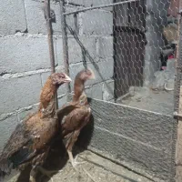 مرغ لاری|حیوانات مزرعه|مهدی شهر, |دیوار