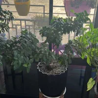 فروش 8 عدد گل آپارتمانی