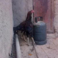 ل ا ر ی لاری  جوجه خروس لاری|حیوانات مزرعه|زاهدان, |دیوار