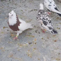 کبوتر