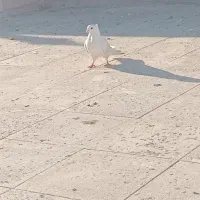 کبوترسینه فری نر|پرنده|کهریزک, |دیوار