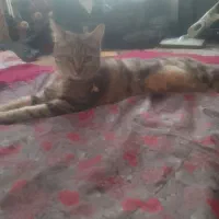 گربه گمشده