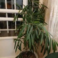 گل طبیعی|گل و گیاه طبیعی|تربتحیدریه, مظفریه|دیوار