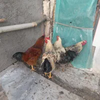 خروس محلی چاق|حیوانات مزرعه|اردبیل, |دیوار