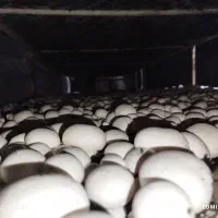 کمپوست قارچ|عمده‌فروشی|تربت‌حیدریه, شهدا|دیوار