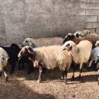 میش بره|حیوانات مزرعه|عسگران, |دیوار