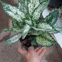 اگونما صورتی