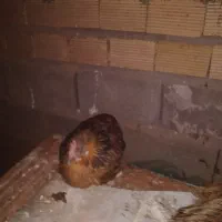 ۶ عدد مرغ تخم گذار لری اصل و یه خروس