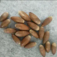 بلوط خوراکی لرستان