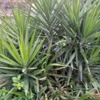 گل یوکا زینتی