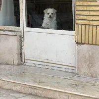 سگ اشپیتز|سگ|اصفهان, شهریار|دیوار