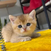 گربه