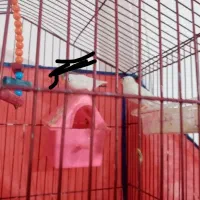 فنچ ماده|پرنده|قم, پردیسان|دیوار