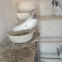 کبوتر دمبی سینه ای و کله ای
