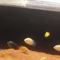 اکواریم با تمامی وسایل|ماهی|اردبیل, |دیوار