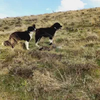 سگه سالم سن یک سال|سگ|همدان, |دیوار