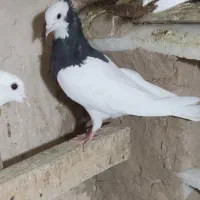 طوقی سیا|پرنده|فیروزه, |دیوار