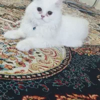 گربه پرشین
