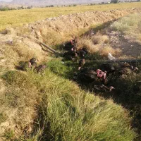 بوقلمون|حیوانات مزرعه|رستم, |دیوار