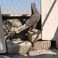 بهبونی گوک|پرنده|زرقان, |دیوار