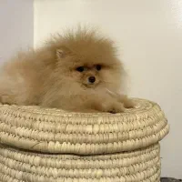 سگ پامرانیان عروسکی