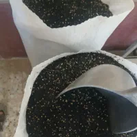 بذر زرگان فلات ۶ ماهه کشت امسال باکیفیت عالی