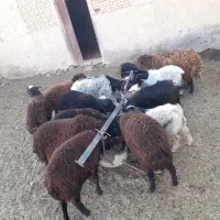 بره بزغاله بز با بزغاله|حیوانات مزرعه|شاهرود, |دیوار