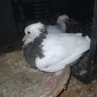 طوقی|پرنده|نطنز, |دیوار