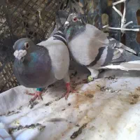 کبوتر پلاکی|پرنده|دهدشت, |دیوار