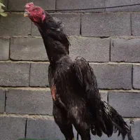 خروس لاری اوشامو المانی