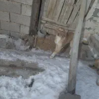 پاکوتاه شیتزو|سگ|مراغه, |دیوار