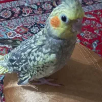 عروس هلندی