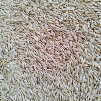 عرضه بذرهای اصلاح شده گندم و جو آبی و دیم|عمده‌فروشی|کبودرآهنگ, |دیوار