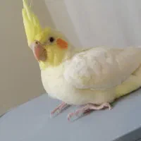 جوجه عروس هلندی سرلاکی