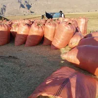 یونجه و کاه گندم|خدمات باغبانی و درختکاری|مرودشت, محمد آباد|دیوار