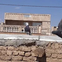 کبوتر شازده سیاه  نر،درجه یک|پرنده|گلپایگان, |دیوار