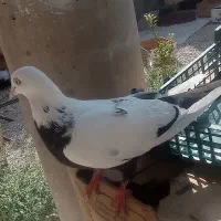 کبوتر  زیبا وسالم رنگ جشن هاشم فرق داره