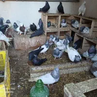 کفتر|پرنده|لیلان, |دیوار