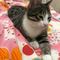 واگزاری گربه نر|گربه|تبریز, |دیوار