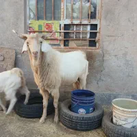 نری سانن بذری