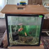 اکواریوم بدون ماهی|ماهی|شاهین‌شهر, شهرک گلدیس|دیوار