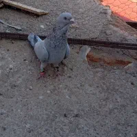 سه تا کبوتر پرشی