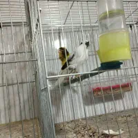 پرنده سرای آسمان|پرنده|آذرشهر, |دیوار