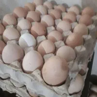 فروش تخم مرغ تازه تعداد بالا  نطفه دار وخوراکی|حیوانات مزرعه|کوچصفهان, |دیوار