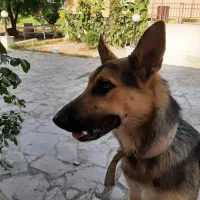 سگ ژرمن گمشده|حیوانات|گرگان, |دیوار