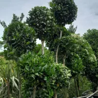 گلکده علی|گل و گیاه طبیعی|چابکسر, |دیوار