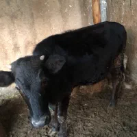 گوساله