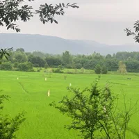 فروش زمین ۸۰۰ متری در لاکان|فروش زمین و ملک کلنگی|رشت, لاکان|دیوار
